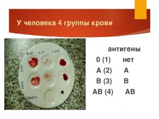 У человека 4 группы крови антигены 0 (1) нет А (2) А В (3) В АВ (4) АВ