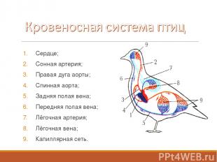 Сердце; Сонная артерия; Правая дуга аорты; Спинная аорта; Задняя полая вена; Пер