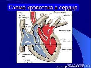 * Схема кровотока в сердце Левый желудочек Левое предсердие Легочные вены Легочн