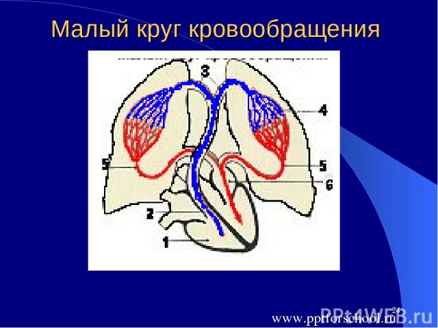 * Малый круг кровообращения www.pptforschool.ru