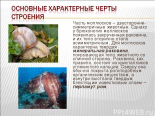Часть моллюсков – двусторонне-симметричные животные. Однако у брюхоногих моллюск