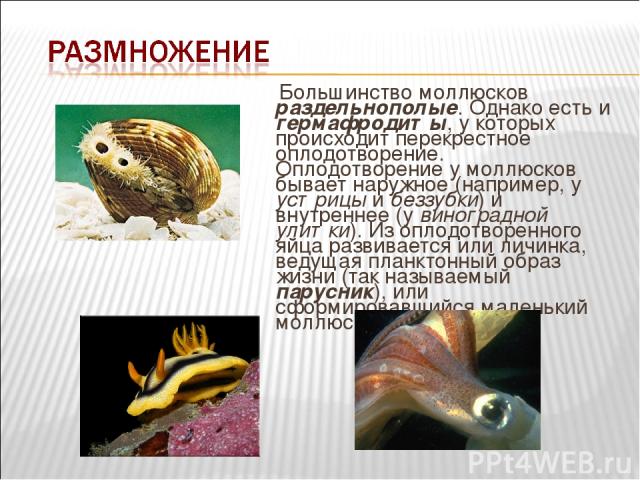 Большинство моллюсков раздельнополые. Однако есть и гермафродиты, у которых происходит перекрестное оплодотворение. Оплодотворение у моллюсков бывает наружное (например, у устрицы и беззубки) и внутреннее (у виноградной улитки). Из оплодотворенного …