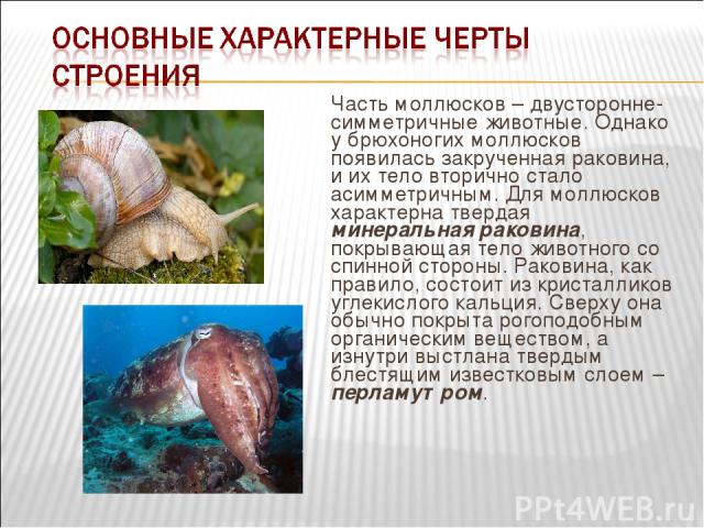 Часть моллюсков – двусторонне-симметричные животные. Однако у брюхоногих моллюсков появилась закрученная раковина, и их тело вторично стало асимметричным. Для моллюсков характерна твердая минеральная раковина, покрывающая тело животного со спинной с…