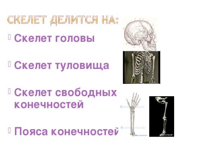 Скелет головы Скелет туловища Скелет свободных конечностей Пояса конечностей