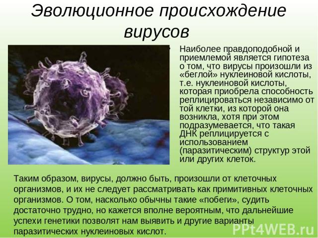 Эволюционное происхождение вирусов Наиболее правдоподобной и приемлемой является гипотеза о том, что вирусы произошли из «беглой» нуклеиновой кислоты, т.е. нуклеиновой кислоты, которая приобрела способность реплицироваться независимо от той клетки, …