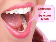 Строение и функции зубов