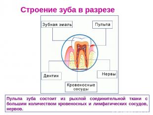 Строение зуба в разрезе Пульпа зуба состоит из рыхлой соединительной ткани с бол