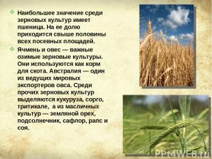 Наибольшее значение среди зерновых культур имеет пшеница. На ее долю приходится
