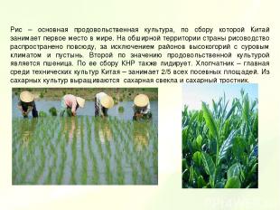 Рис – основная продовольственная культура, по сбору которой Китай занимает перво