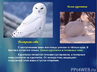 Полярная сова Белая куропатка С наступлением зимы все птицы улетают в тёплые кра