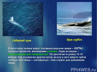 Северный кит Кит горбач В просторах океана живут огромные морские звери – КИТЫ,