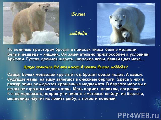 Белые медведи По ледяным просторам бродят в поисках пищи белые медведи. Белый медведь – хищник. Он замечательно приспособлен к условиям Арктики. Густая длинная шерсть, широкие лапы, белый цвет меха… Какое значение всё это имеет в жизни белого медвед…
