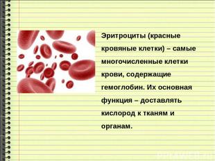 Эритроциты (красные кровяные клетки) – самые многочисленные клетки крови, содерж