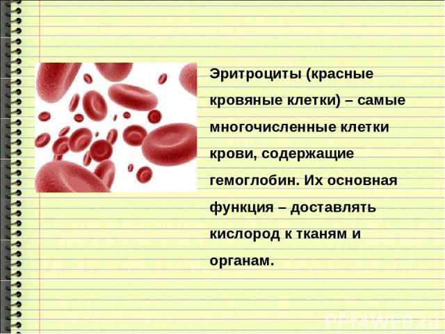 Эритроциты (красные кровяные клетки) – самые многочисленные клетки крови, содержащие гемоглобин. Их основная функция – доставлять кислород к тканям и органам.