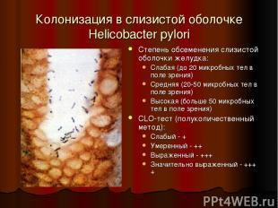 Колонизация в слизистой оболочке Helicobacter pylori Степень обсеменения слизист