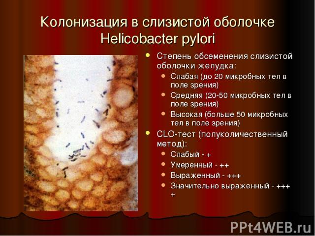 Колонизация в слизистой оболочке Helicobacter pylori Степень обсеменения слизистой оболочки желудка: Слабая (до 20 микробных тел в поле зрения) Средняя (20-50 микробных тел в поле зрения) Высокая (больше 50 микробных тел в поле зрения) CLO-тест (пол…