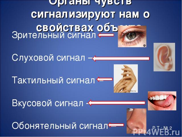 Органы чувств сигнализируют нам о свойствах объекта. Зрительный сигнал – Слуховой сигнал – Тактильный сигнал – Вкусовой сигнал – Обонятельный сигнал – Р.Т.: № 2