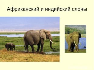 Африканский и индийский слоны