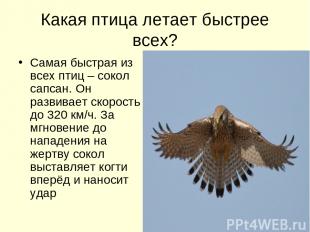 Какая птица летает быстрее всех? Самая быстрая из всех птиц – сокол сапсан. Он р