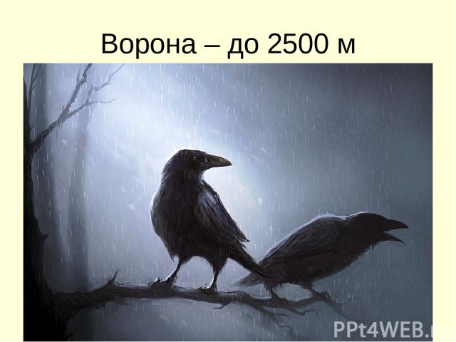 Ворона – до 2500 м