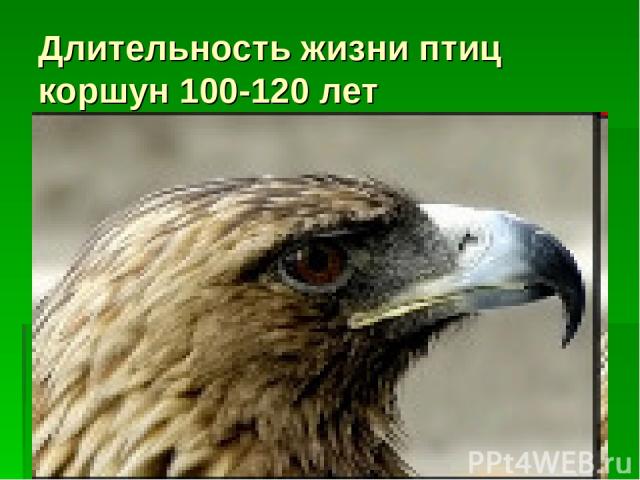 Длительность жизни птиц коршун 100-120 лет