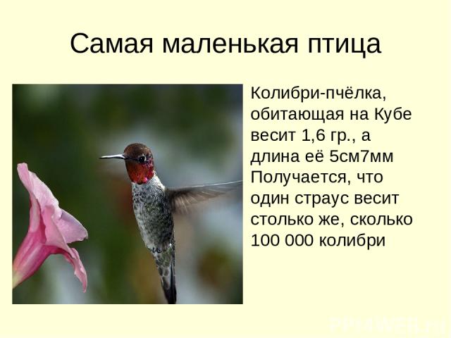 Самая маленькая птица Колибри-пчёлка, обитающая на Кубе весит 1,6 гр., а длина её 5см7мм Получается, что один страус весит столько же, сколько 100 000 колибри