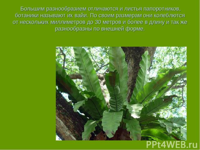  Большим разнообразием отличаются и листья папоротников, ботаники называют их вайи. По своим размерам они колеблются от нескольких миллиметров до 30 метров и более в длину и так же разнообразны по внешней форме.