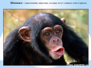 Шимпанзе - единственные животные, которые могут узнавать себя в зеркале.
