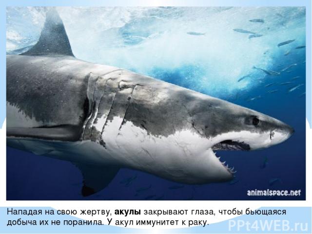 Нападая на свою жертву, акулы закрывают глаза, чтобы бьющаяся добыча их не поранила. У акул иммунитет к раку.