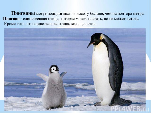 Пингвины могут подпрыгивать в высоту больше, чем на полтора метра. Пингвин - единственная птица, которая может плавать, но не может летать. Кроме того, это единственная птица, ходящая стоя.