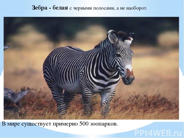 Зебра - белая с черными полосами, а не наоборот. В мире существует примерно 500 зоопарков.