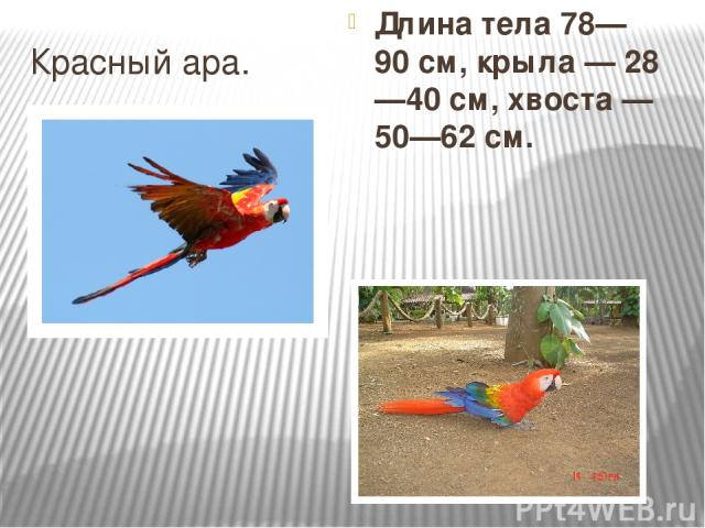 Красный ара. Длина тела 78—90 см, крыла — 28—40 см, хвоста — 50—62 см.