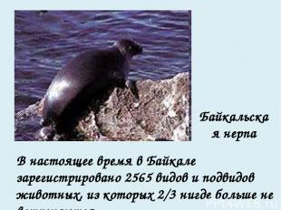 В настоящее время в Байкале зарегистрировано 2565 видов и подвидов животных, из