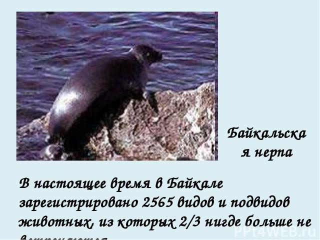 В настоящее время в Байкале зарегистрировано 2565 видов и подвидов животных, из которых 2/3 нигде больше не встречаются Байкальская нерпа