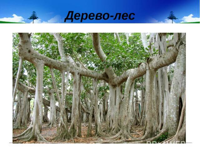 Дерево-лес