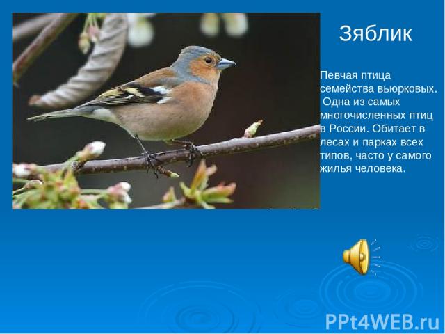 Зяблик Певчая птица семейства вьюрковых. Одна из самых многочисленных птиц в России. Обитает в лесах и парках всех типов, часто у самого жилья человека.
