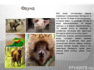 Фауна 434 вида составляют фауну наземных позвоночных Беларуси, в том числе 73 ви