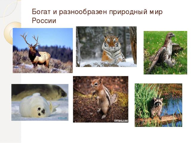 Богат и разнообразен природный мир России