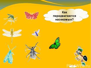 Как передвигаются насекомые?