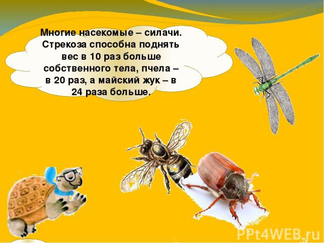 Многие насекомые – силачи. Стрекоза способна поднять вес в 10 раз больше собственного тела, пчела – в 20 раз, а майский жук – в 24 раза больше.