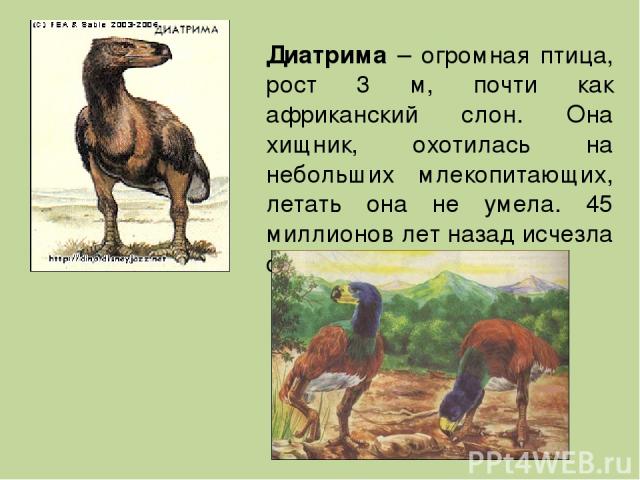 Диатрима – огромная птица, рост 3 м, почти как африканский слон. Она хищник, охотилась на небольших млекопитающих, летать она не умела. 45 миллионов лет назад исчезла с Земли.