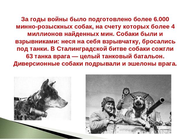 За годы войны было подготовлено более 6.000 минно-розыскных собак, на счету которых более 4 миллионов найденных мин. Собаки были и взрывниками: неся на себя взрывчатку, бросались под танки. В Сталинградской битве собаки сожгли 63 танка врага — целый…