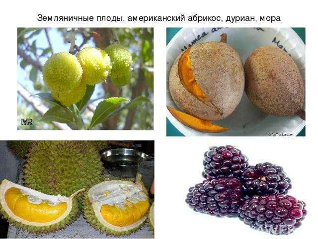 Земляничные плоды, американский абрикос, дуриан, мора