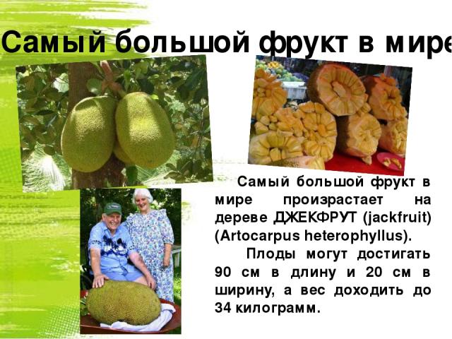 Самый большой фрукт в мире Самый большой фрукт в мире произрастает на дереве ДЖЕКФРУТ (jackfruit) (Artocarpus heterophyllus). Плоды могут достигать 90 см в длину и 20 см в ширину, а вес доходить до 34 килограмм.