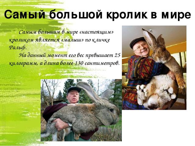 Самый большой кролик в мире Самым большим в мире «настоящим» кроликом является «малыш» по кличке Ральф. На данный момент его вес превышает 25 килограмм, а длина более 130 сантиметров.
