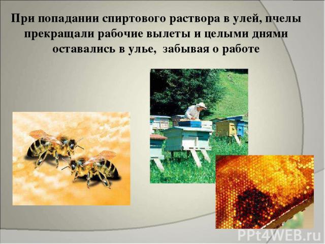 При попадании спиртового раствора в улей, пчелы прекращали рабочие вылеты и целыми днями оставались в улье, забывая о работе