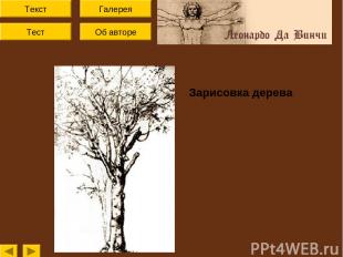 Текст Тест Об авторе Галерея Зарисовка дерева