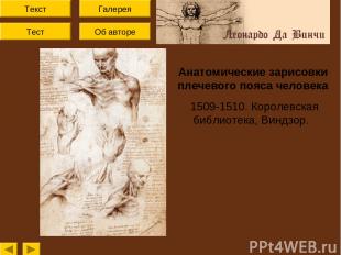 Текст Тест Об авторе Галерея Анатомические зарисовки плечевого пояса человека 15