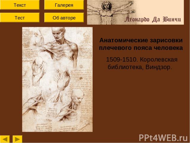 Текст Тест Об авторе Галерея Анатомические зарисовки плечевого пояса человека 1509-1510. Королевская библиотека, Виндзор.