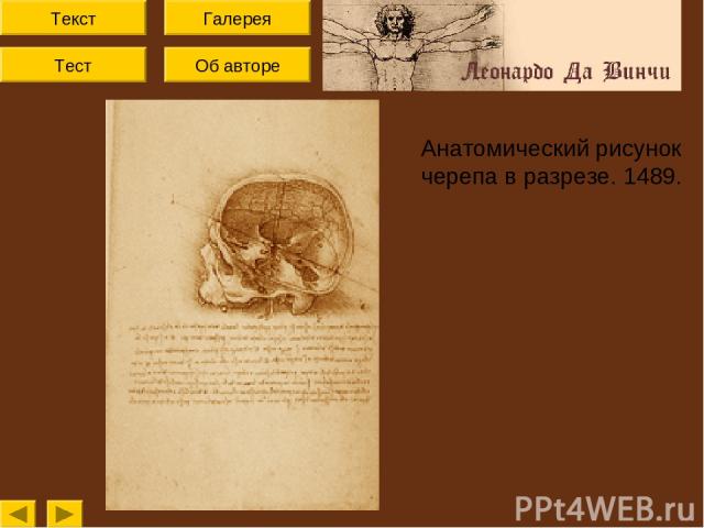 Текст Тест Об авторе Галерея Анатомический рисунок черепа в разрезе. 1489.
